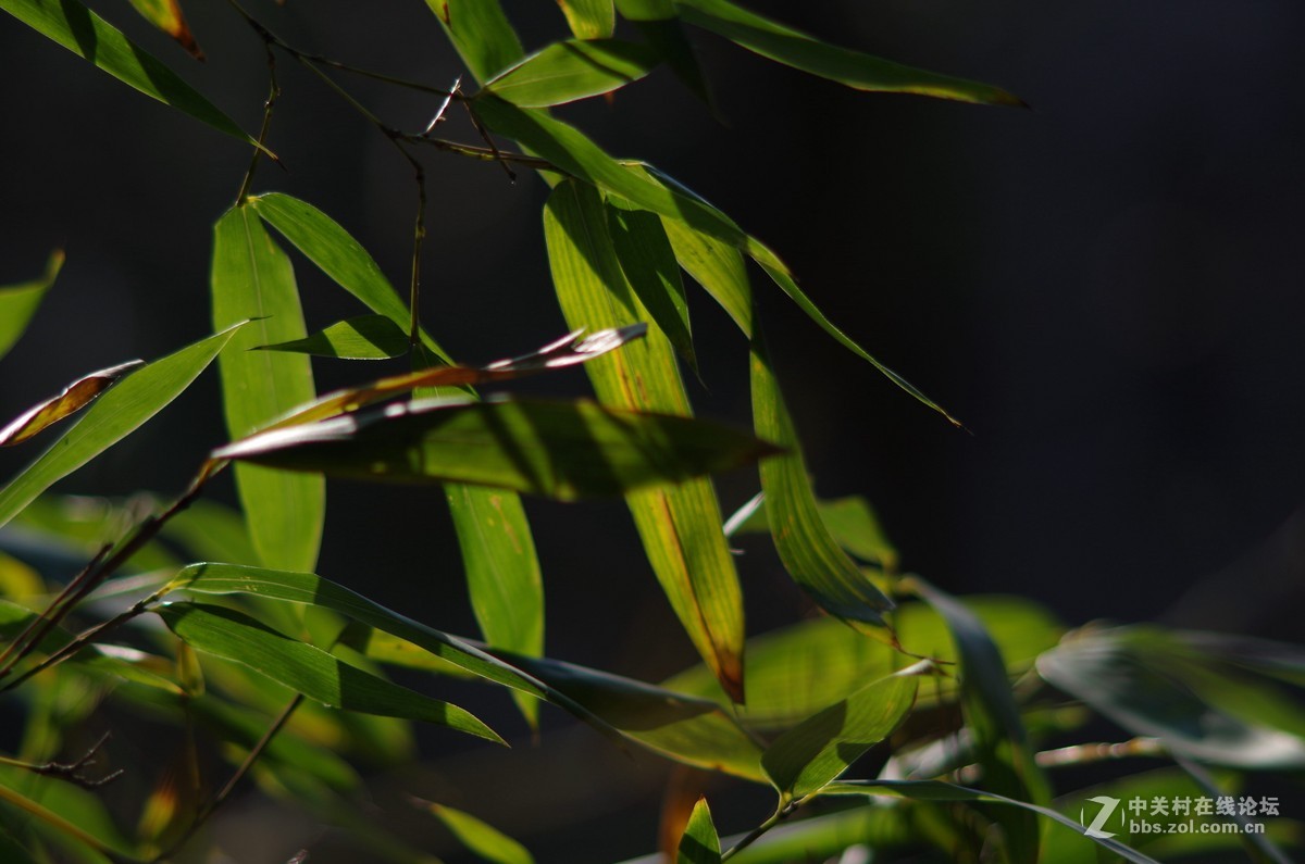 有40年历史，宾得老镜头拍摄，的照片，
