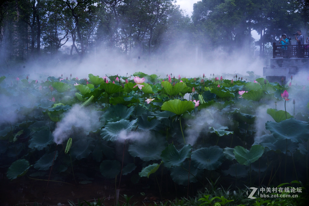 五月荷花香荷日君再来？