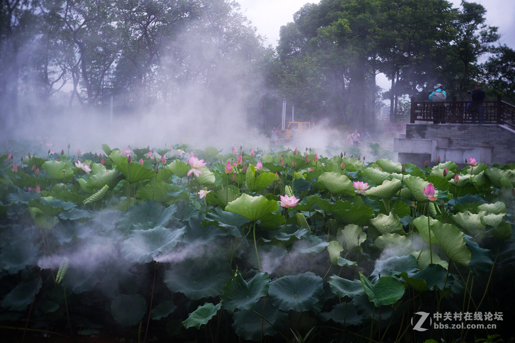 五月荷花香荷日君再来？
