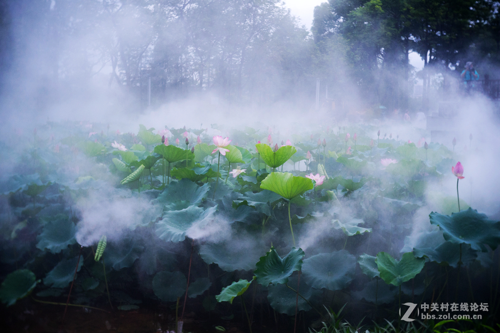 五月荷花香荷日君再来？