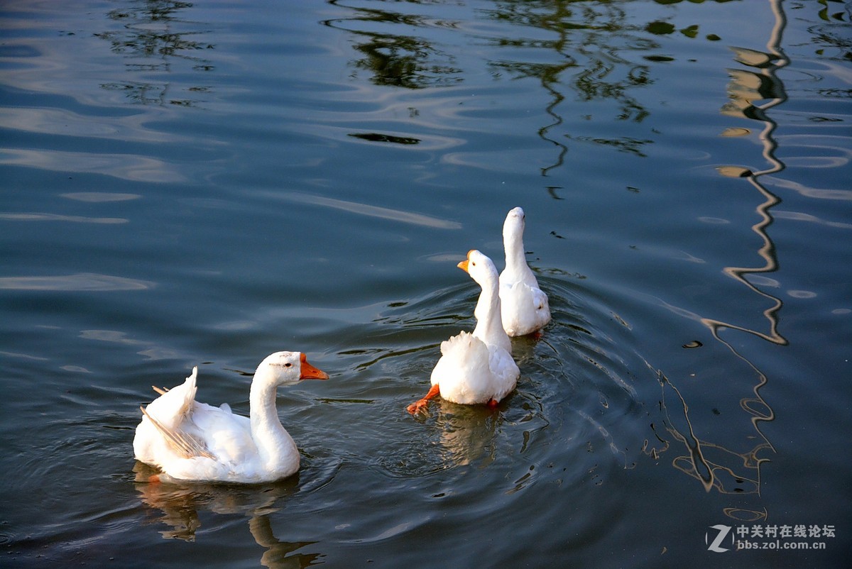 群鹅游水