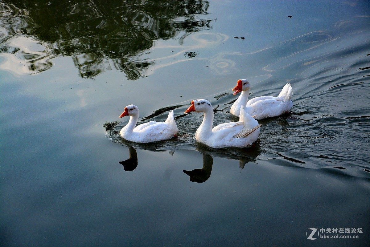 群鹅游水