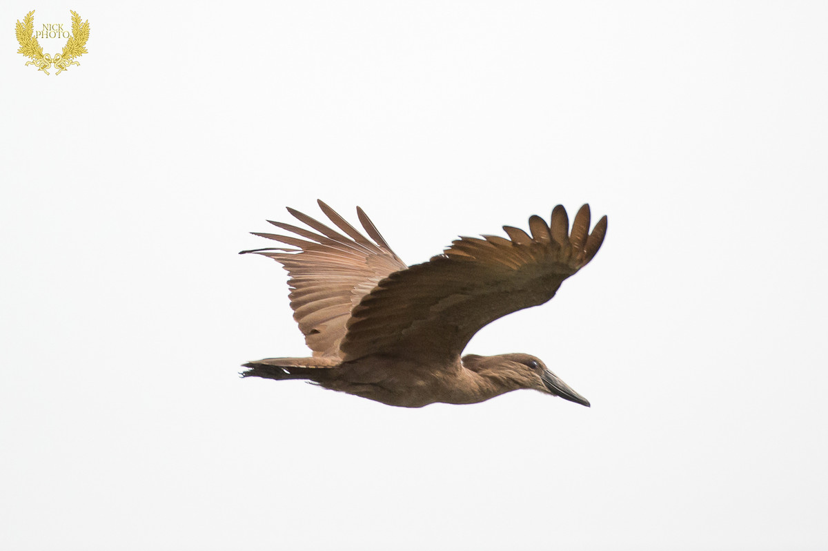 非洲之珠 - 乌干达 之锤头鹳