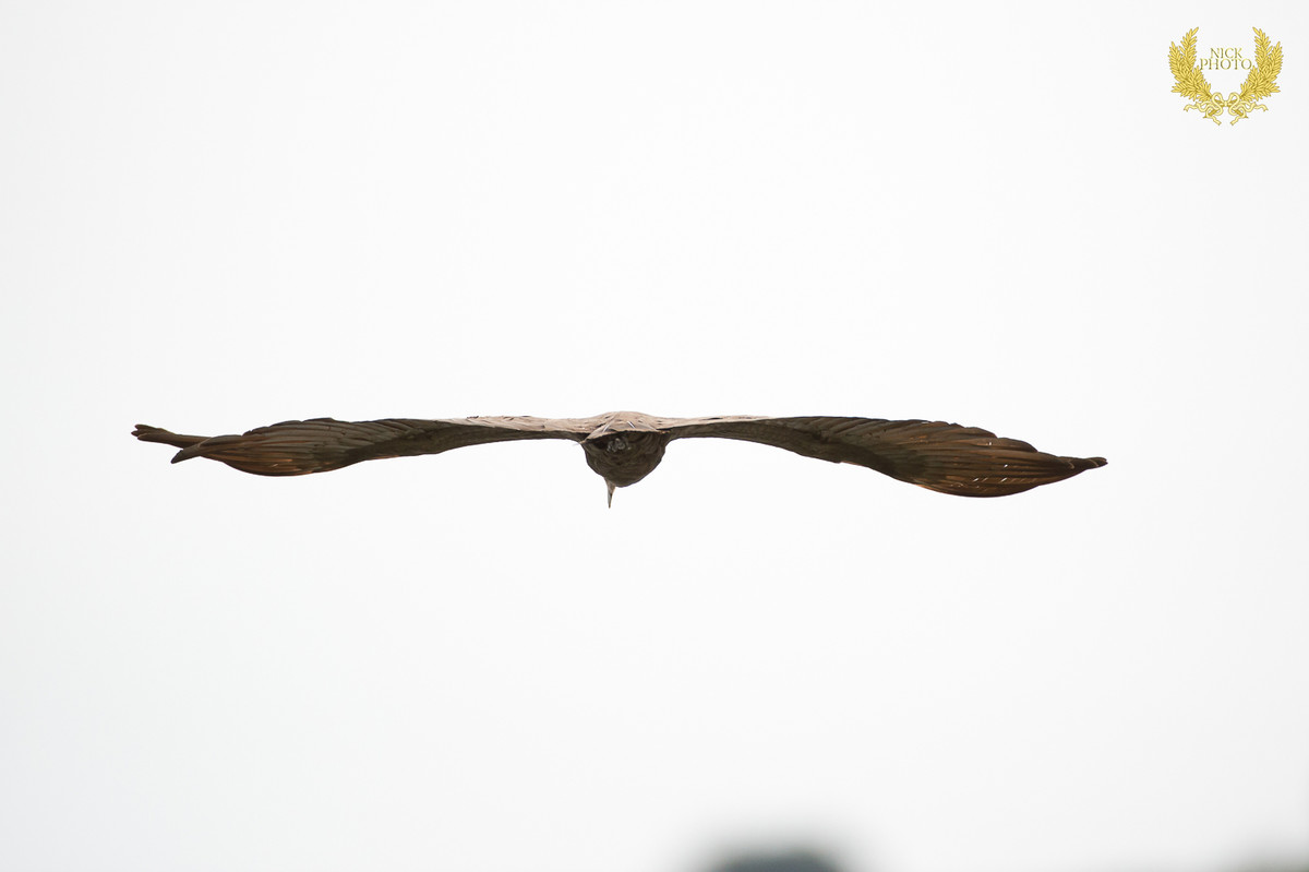 非洲之珠 - 乌干达 之锤头鹳
