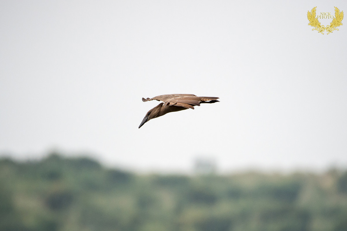 非洲之珠 - 乌干达 之锤头鹳