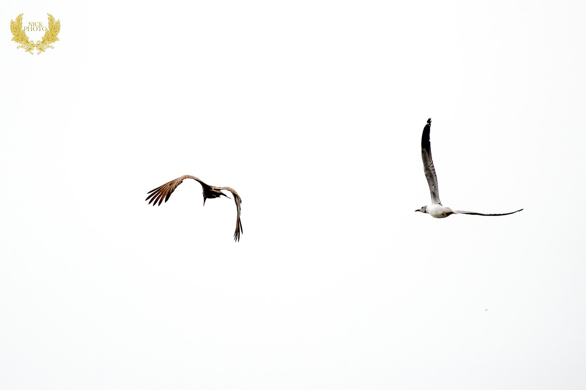 非洲之珠 - 乌干达 之锤头鹳