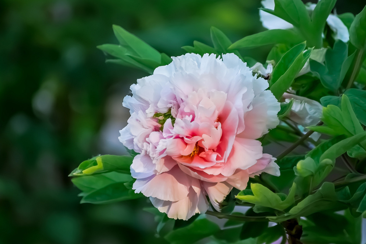 #ZOL月赛-春暖花开# 牡丹花