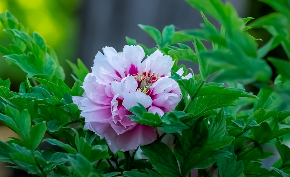 #ZOL月赛-春暖花开# 牡丹花