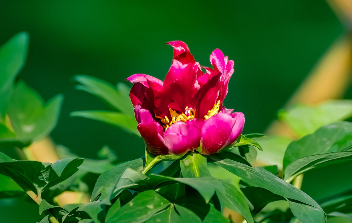 #ZOL月赛-春暖花开# 牡丹花