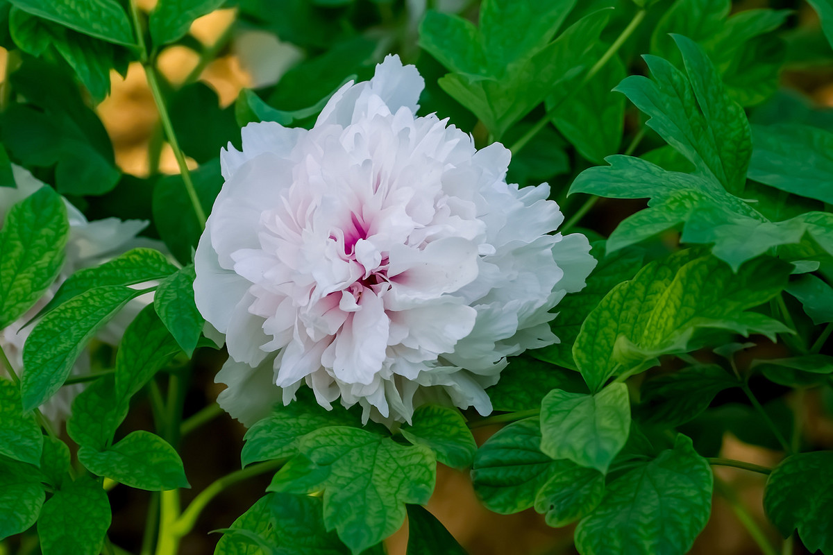 #ZOL月赛-春暖花开# 牡丹花