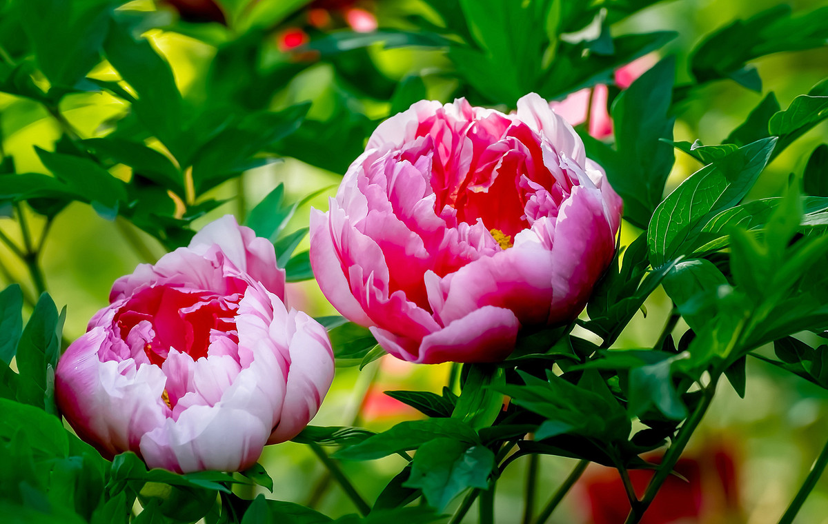 #ZOL月赛-春暖花开# 牡丹花