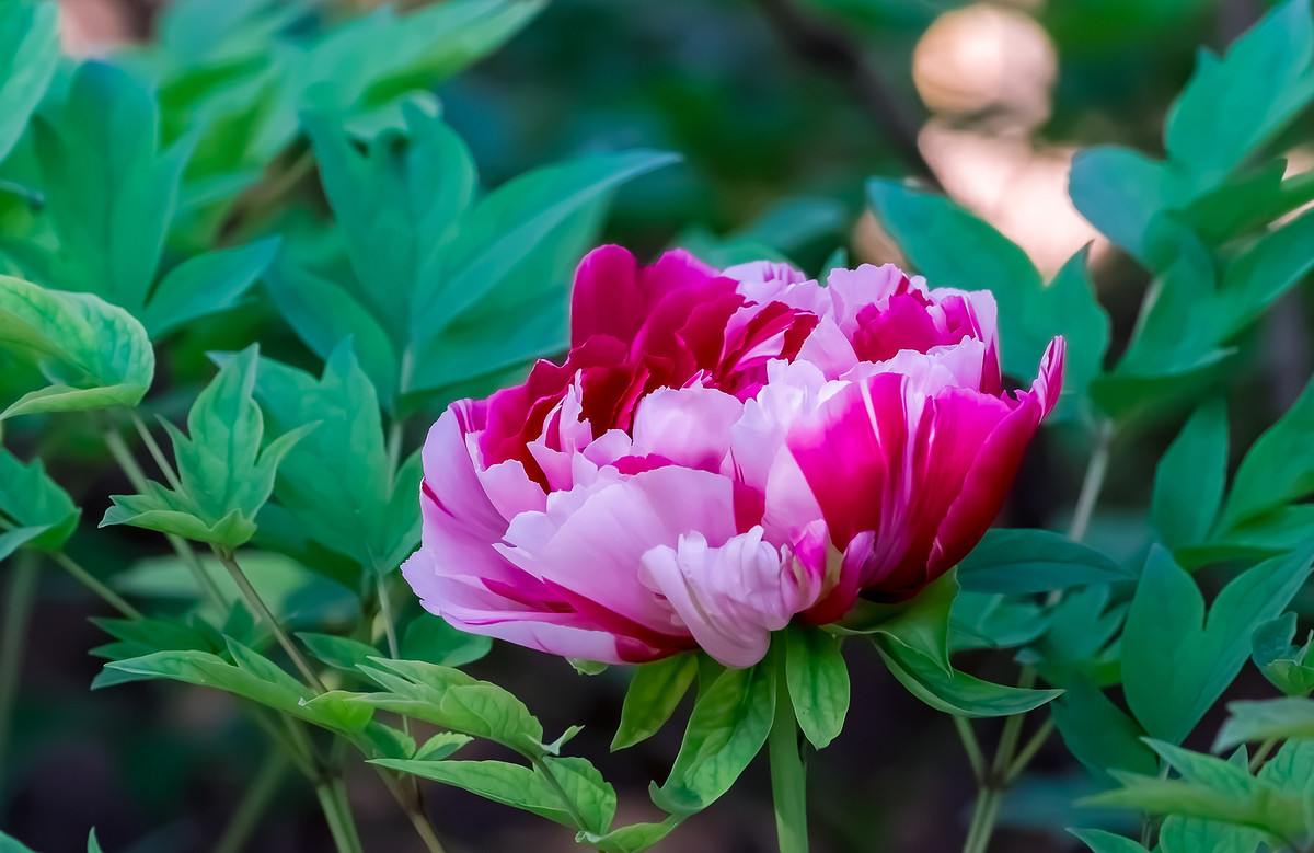 #ZOL月赛-春暖花开# 牡丹花