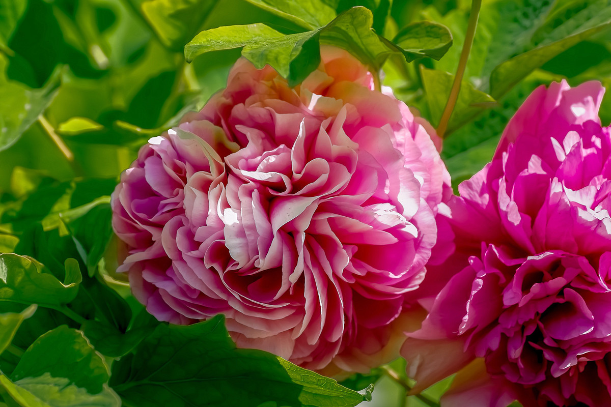 #ZOL月赛-春暖花开# 牡丹花