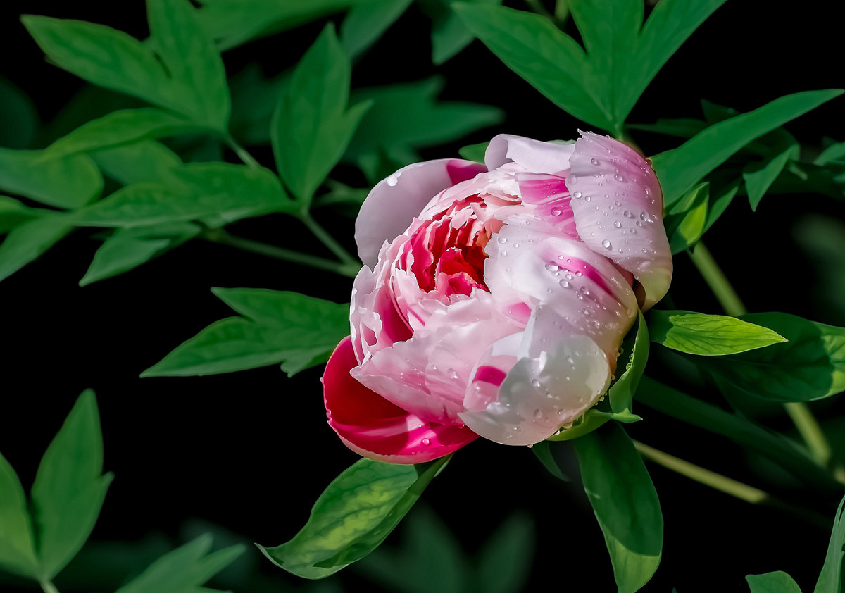 #ZOL月赛-春暖花开# 牡丹花