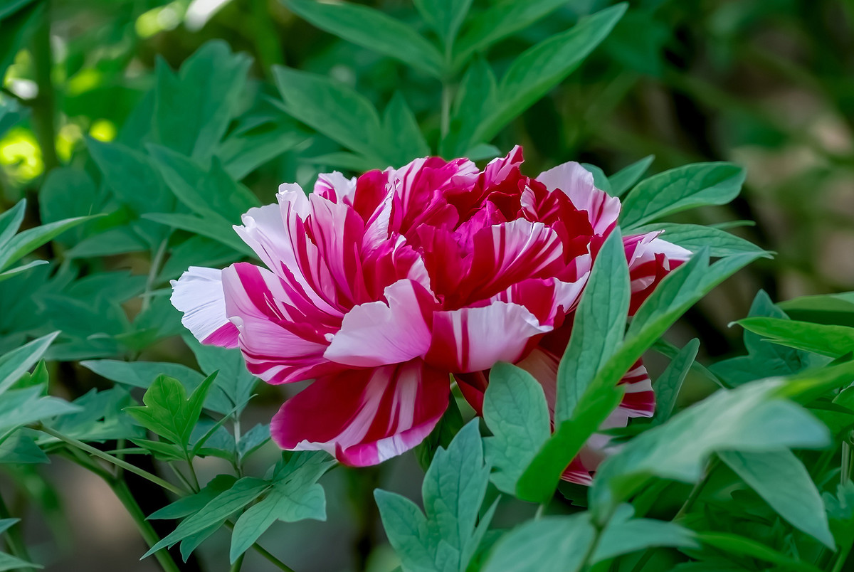 #ZOL月赛-春暖花开# 牡丹花