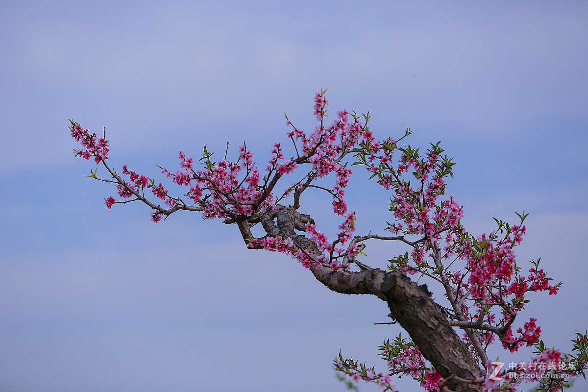 #佳能月赛--人间四月天#颜色桃花红