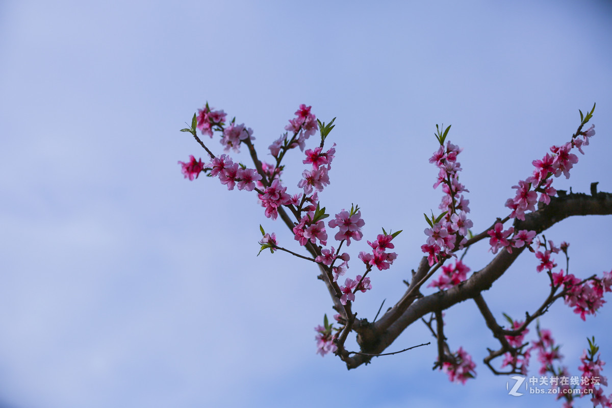 #佳能月赛--人间四月天#颜色桃花红