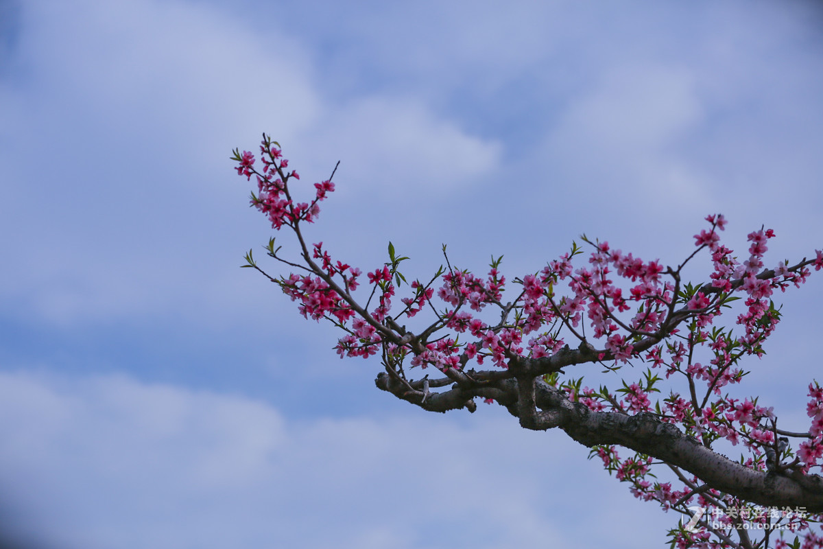 #佳能月赛--人间四月天#颜色桃花红