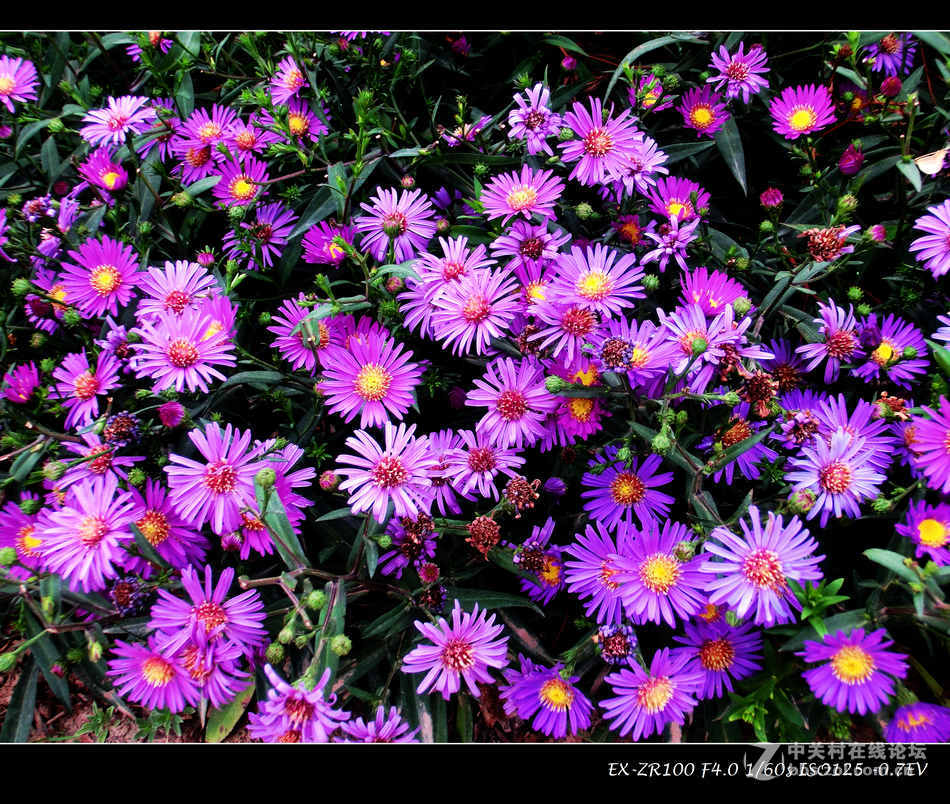 花虫草随拍之八