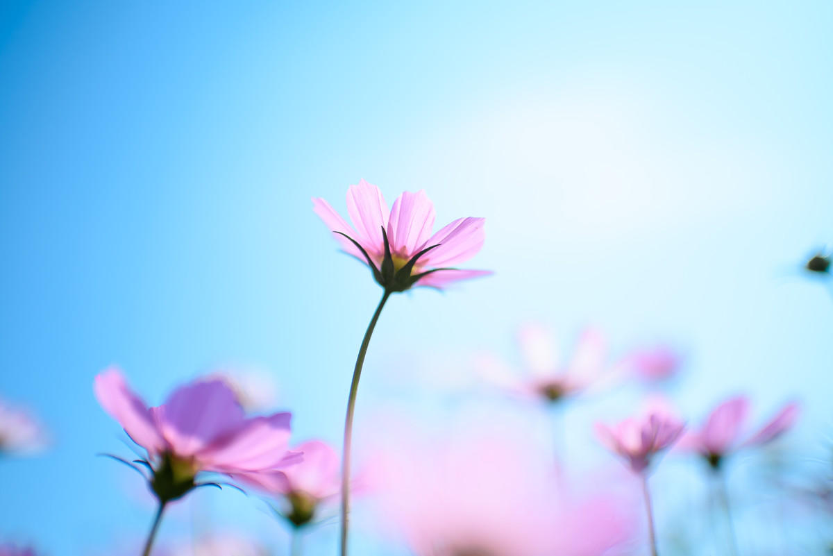 35 1.8g ed拍波斯菊一组