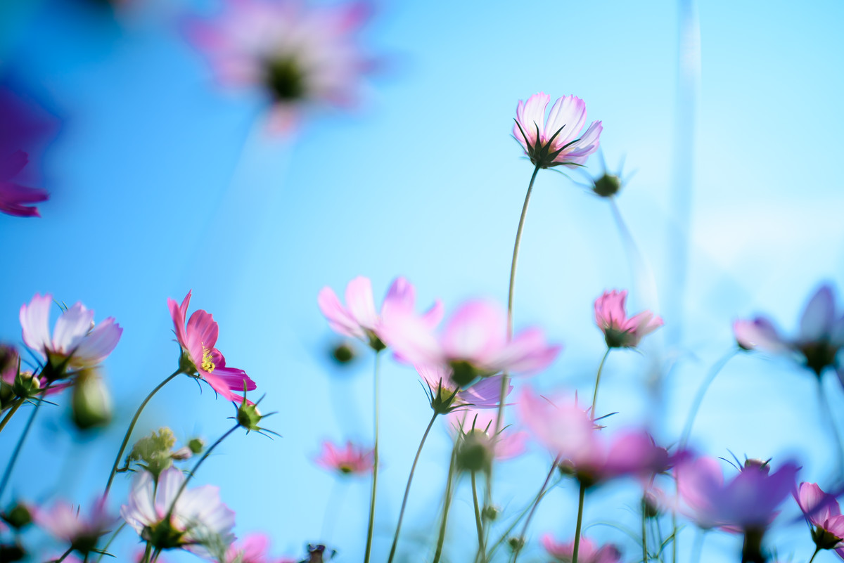 35 1.8g ed拍波斯菊一组