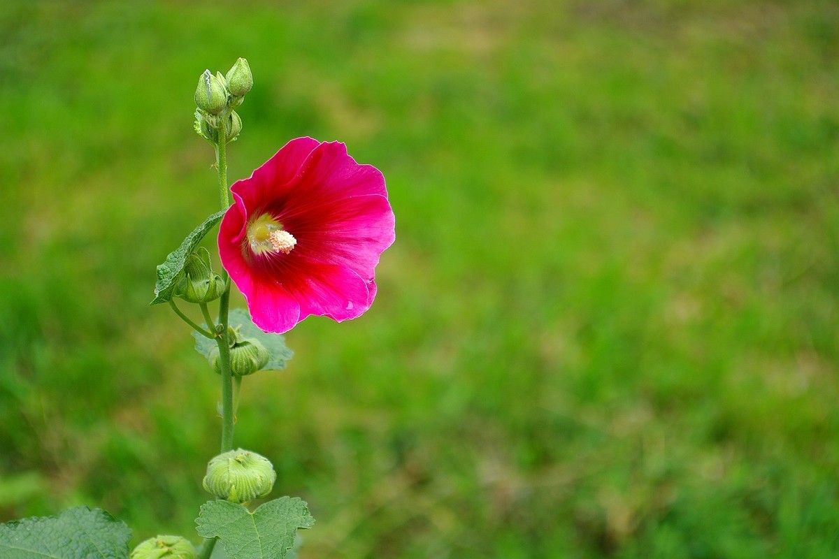 库存片——2016年沈阳北陵公园的影像记录（DA16  45试镜片 ）