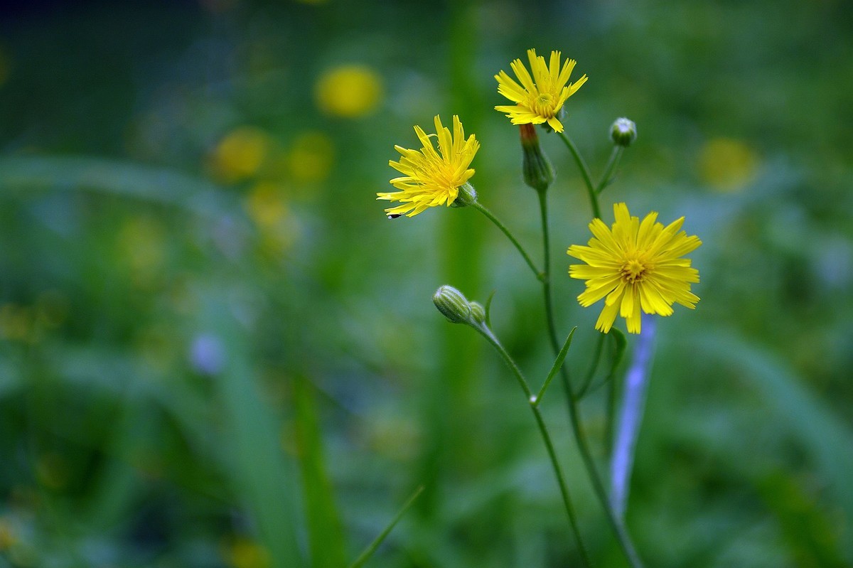 库存片——2016年沈阳北陵公园的影像记录（DA16  45试镜片 ）