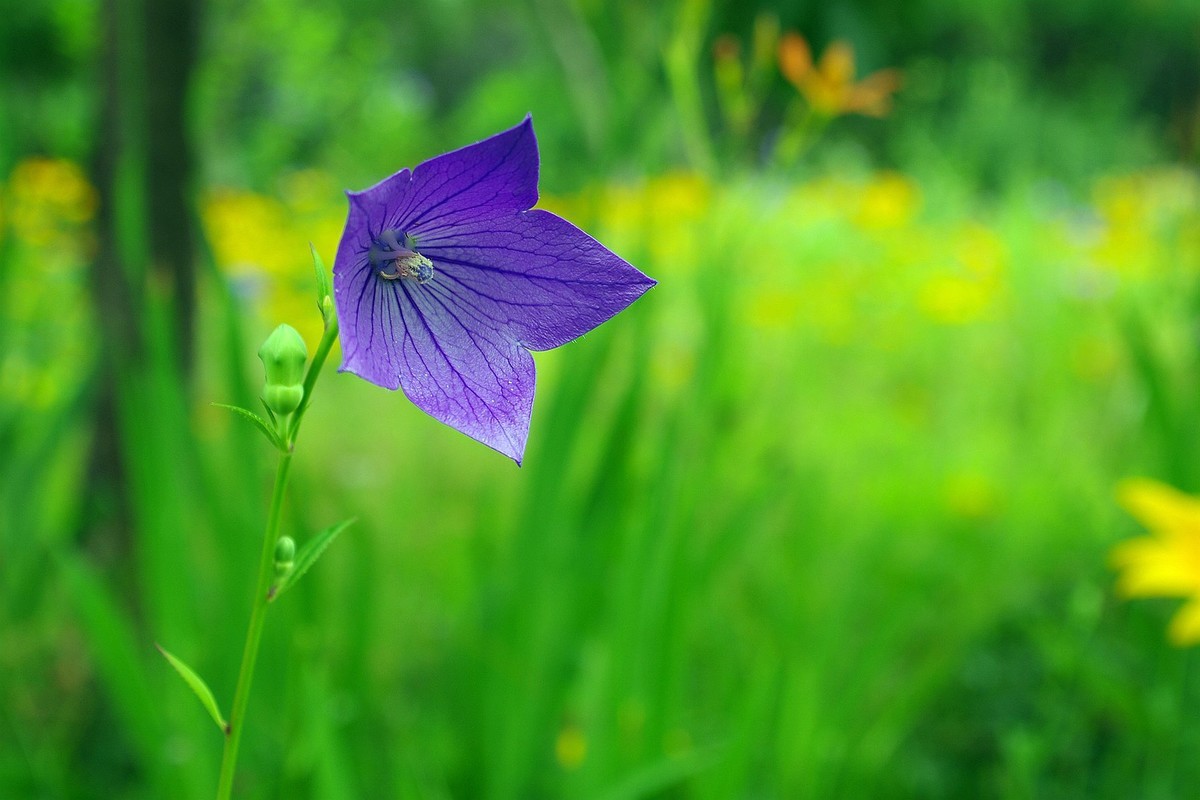 库存片——2016年沈阳北陵公园的影像记录（DA16  45试镜片 ）