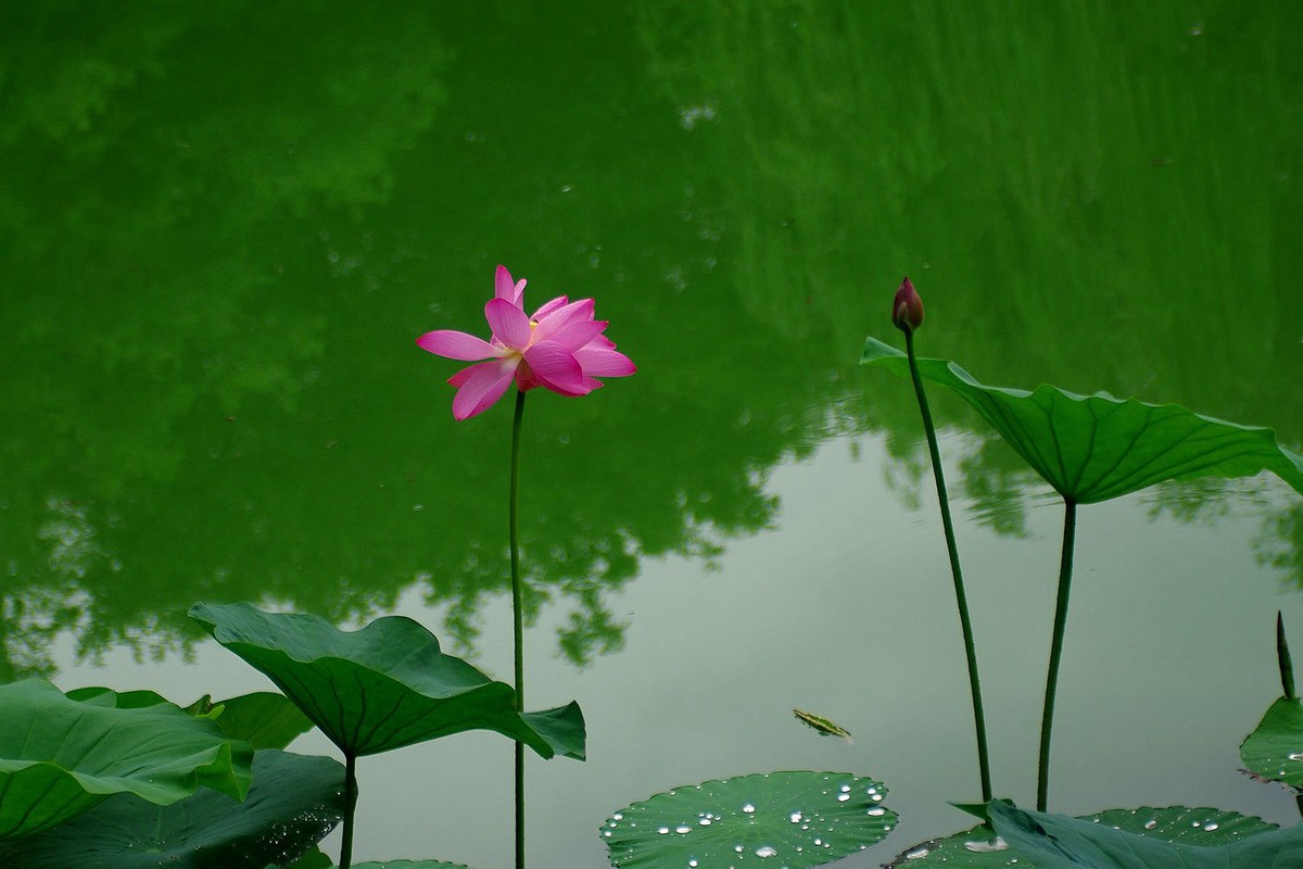 库存片——2016年沈阳北陵公园的影像记录（DA16  45试镜片 ）