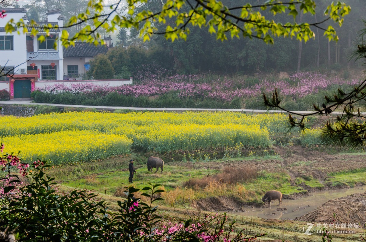 徽州行(七）——黟县碧山古村的早晨（4）-中关村在线摄影论坛