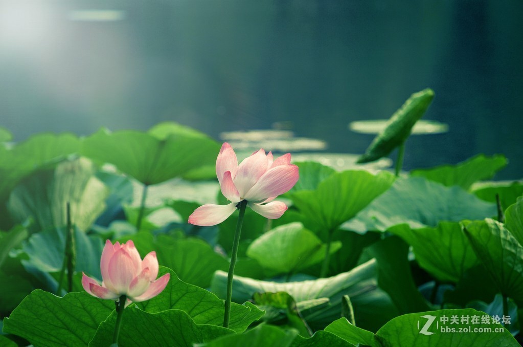 #版主坐堂#小五星空(中国)2017年9月精品荟萃