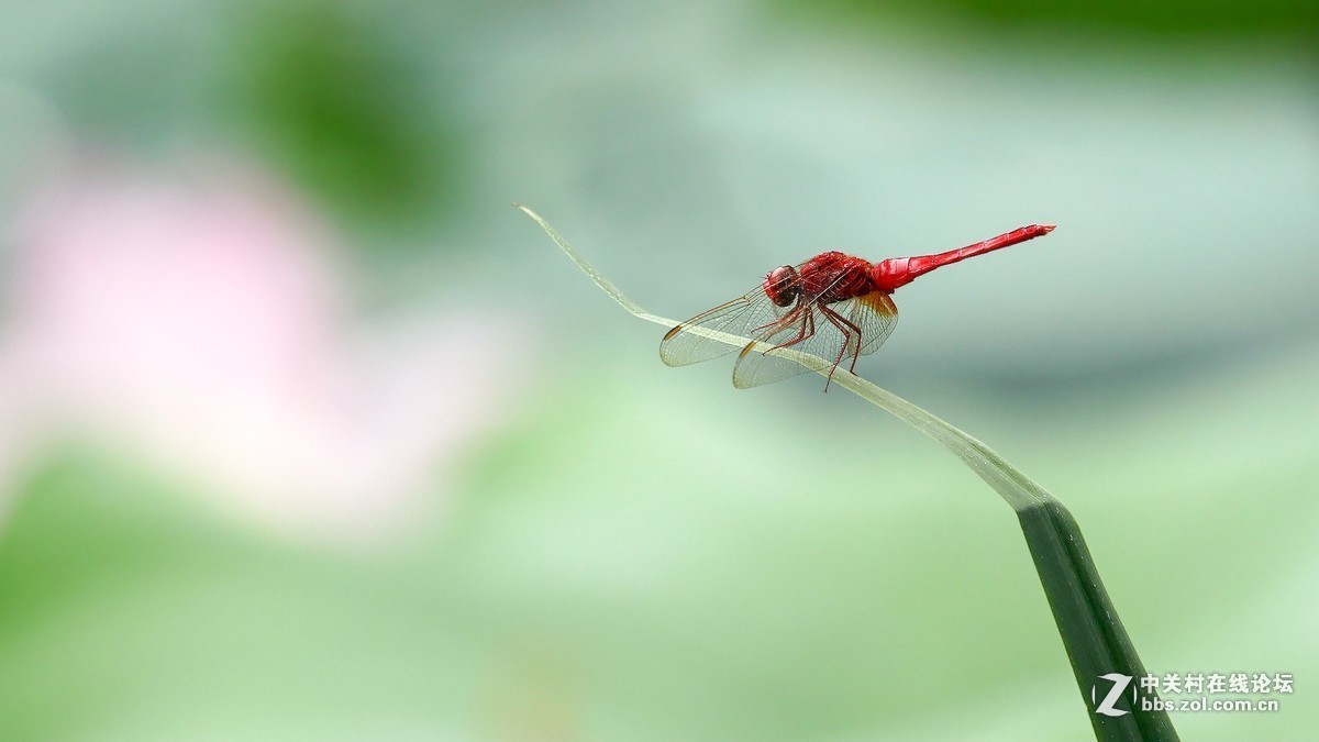 #版主坐堂#小五星空(中国)2017年9月精品荟萃