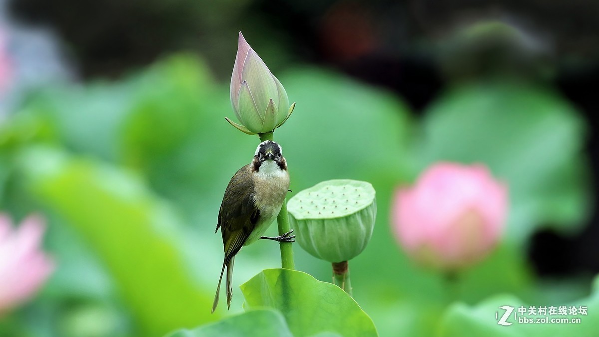 #版主坐堂#小五星空(中国)2017年9月精品荟萃