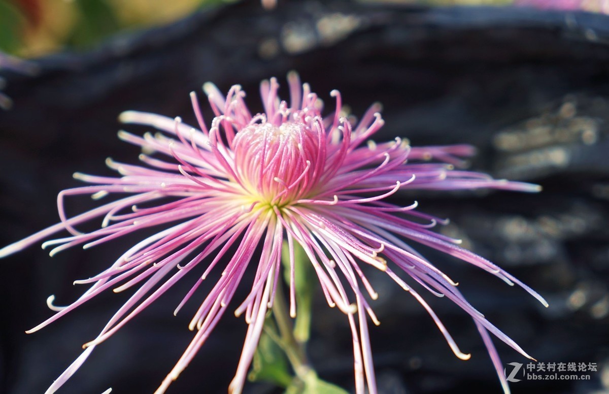 瑶山菊展一一踏遍青山人未老，风景这边独好。