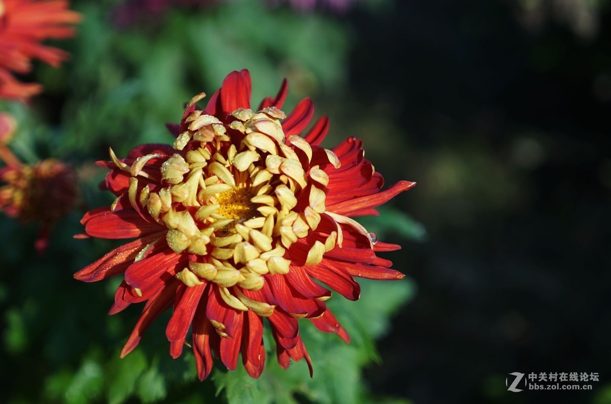 瑶山菊展一一踏遍青山人未老，风景这边独好。