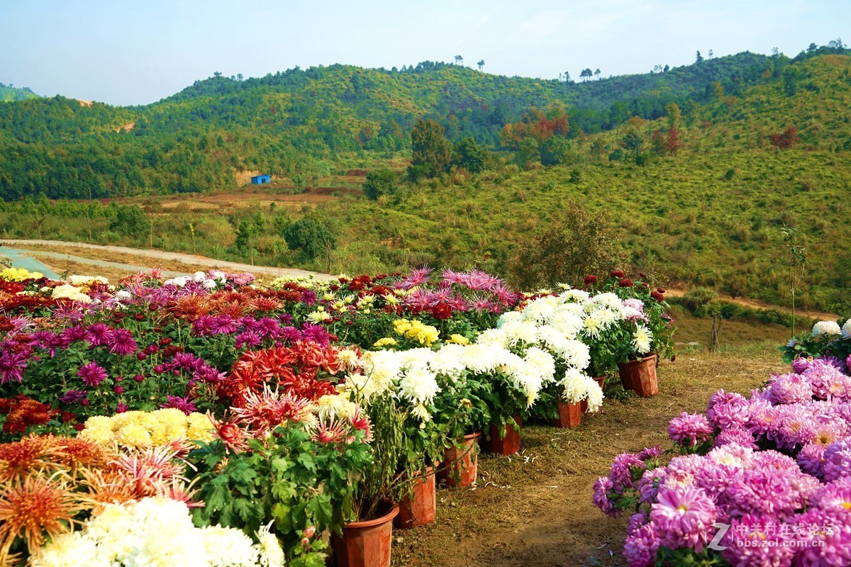瑶山菊展一一踏遍青山人未老，风景这边独好。