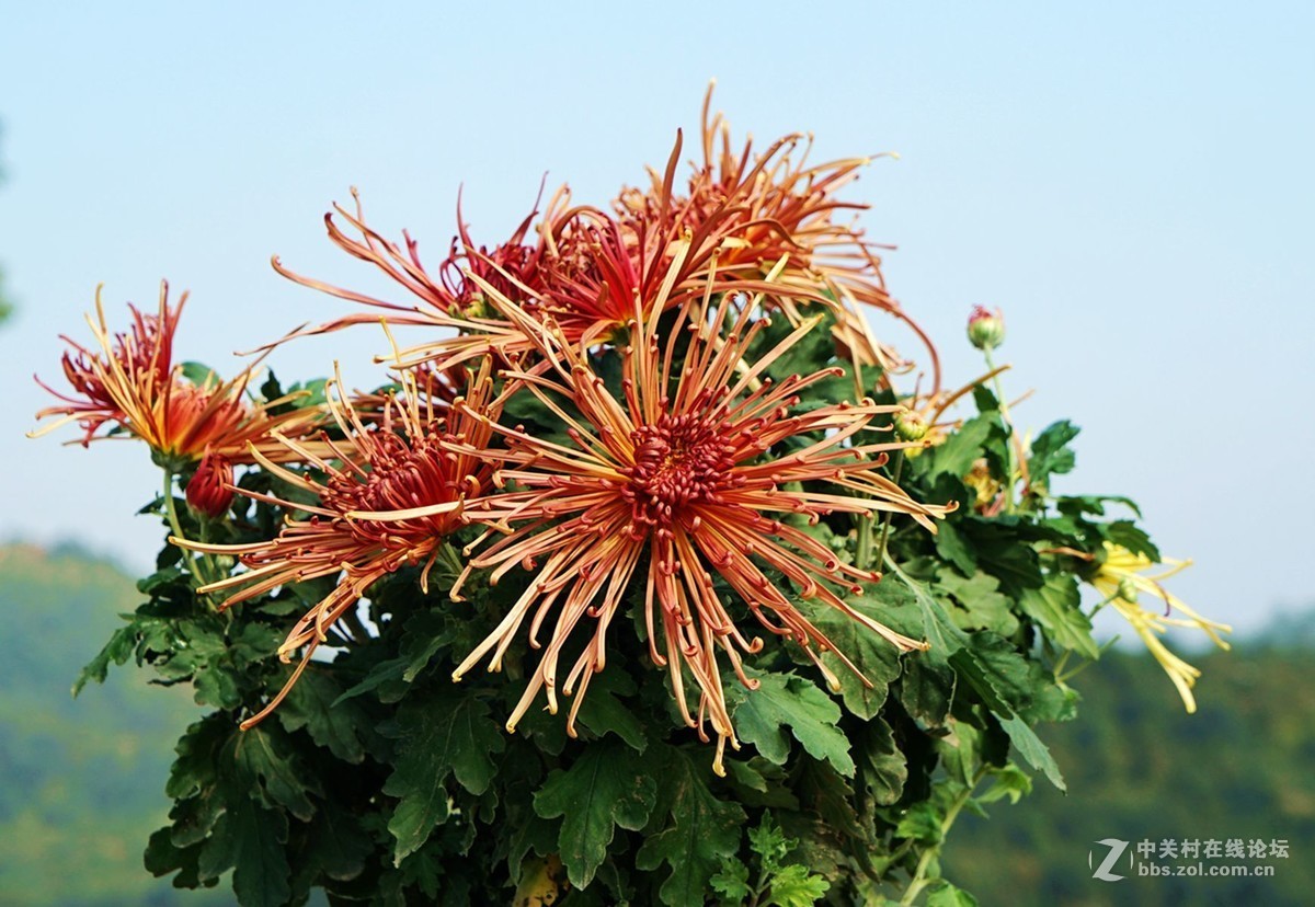 瑶山菊展一一踏遍青山人未老，风景这边独好。