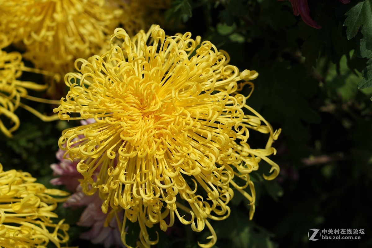 瑶山菊展一一踏遍青山人未老，风景这边独好。