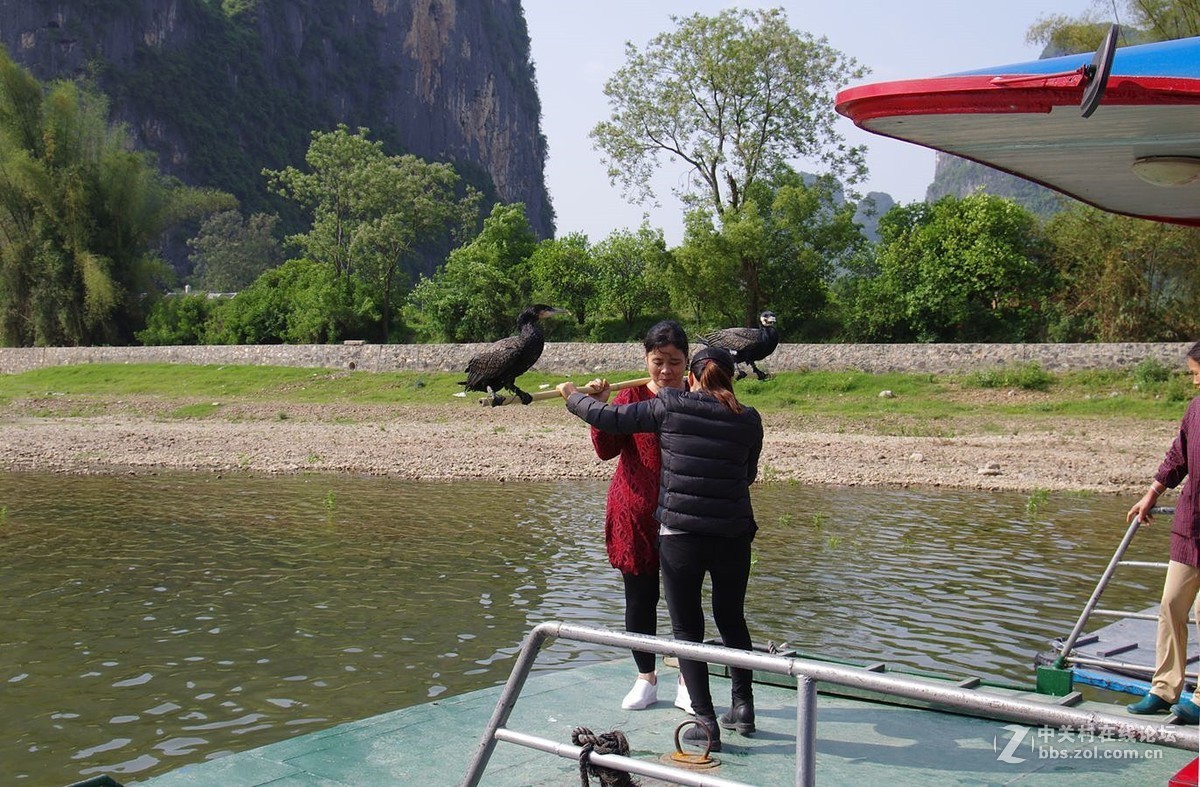 『被套住嘴绑住腿的鱼鹰』123...15P