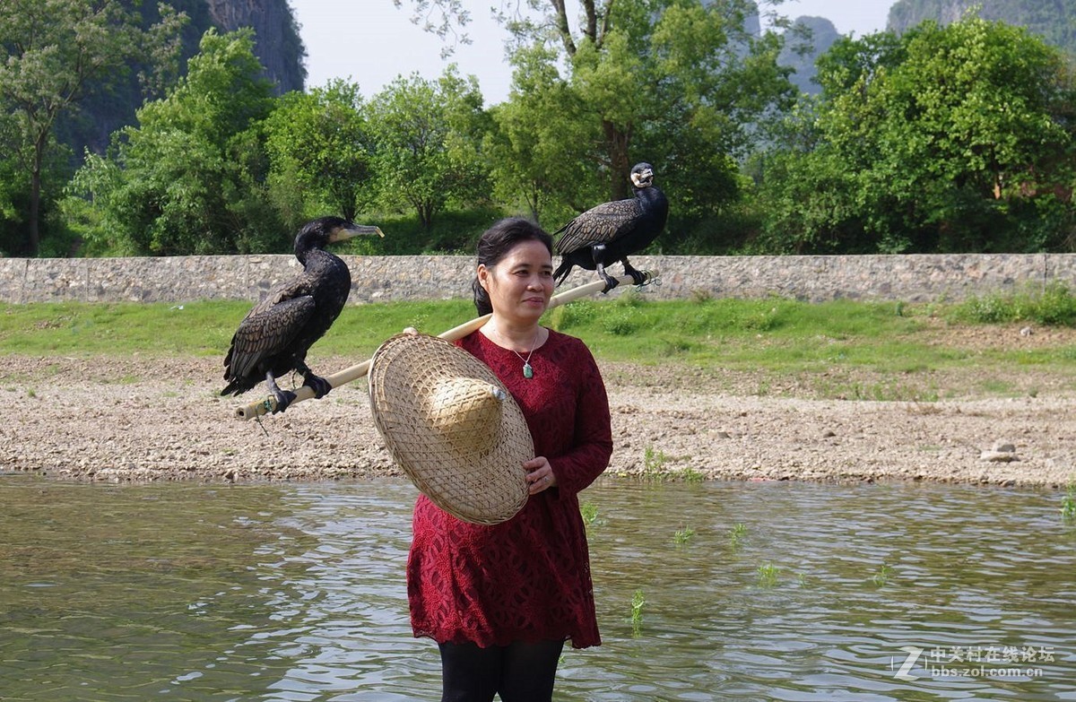 『被套住嘴绑住腿的鱼鹰』123...15P