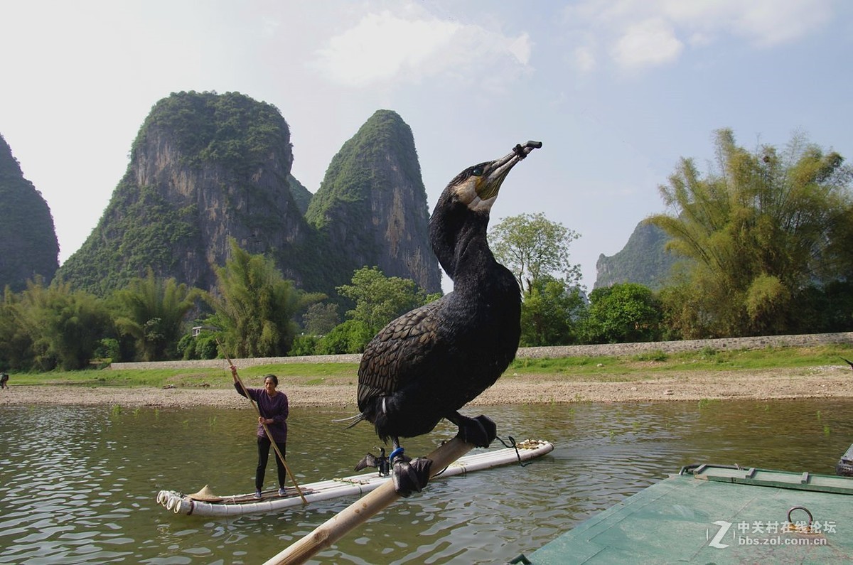 『被套住嘴绑住腿的鱼鹰』123...15P