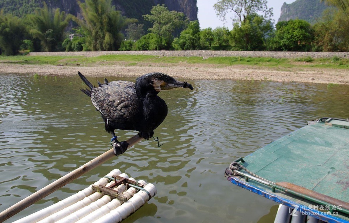 『被套住嘴绑住腿的鱼鹰』123...15P