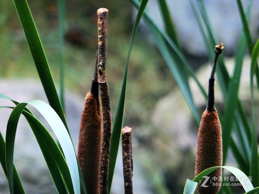 水烛（毛蜡烛）