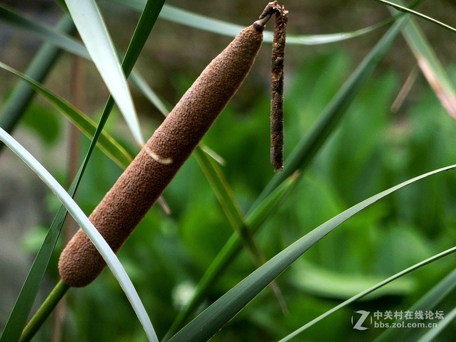 水烛（毛蜡烛）