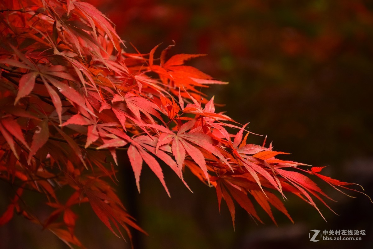 刚学两天公园随拍！