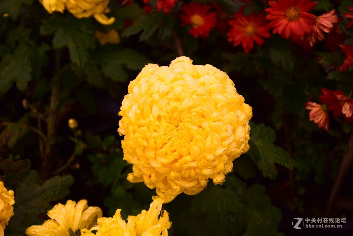 刚学两天公园随拍！