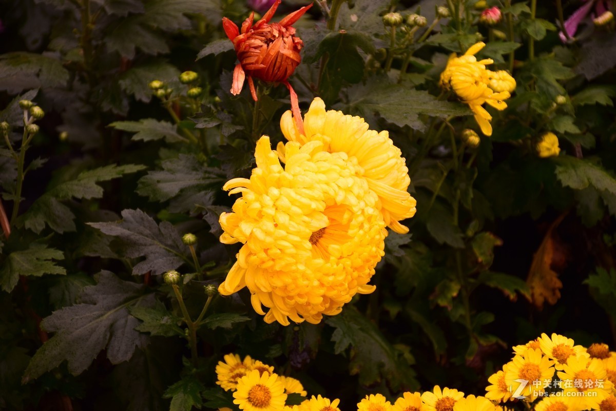 刚学两天公园随拍！