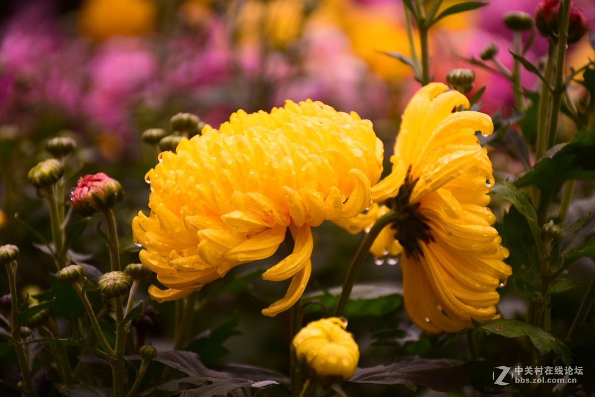 刚学两天公园随拍！