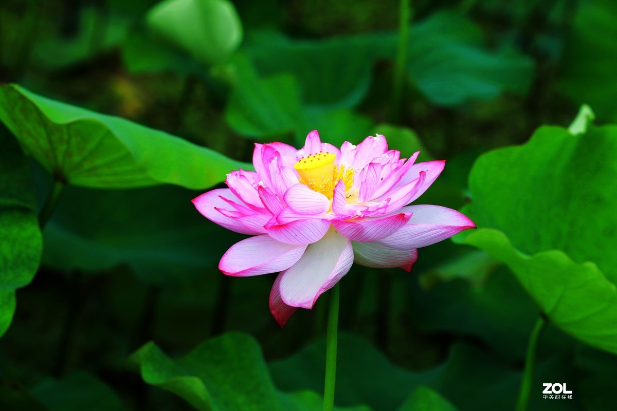 好花红乡   荷花秀