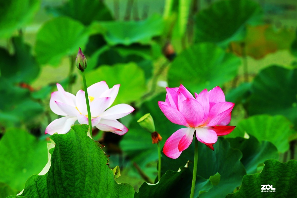 好花红乡   荷花秀